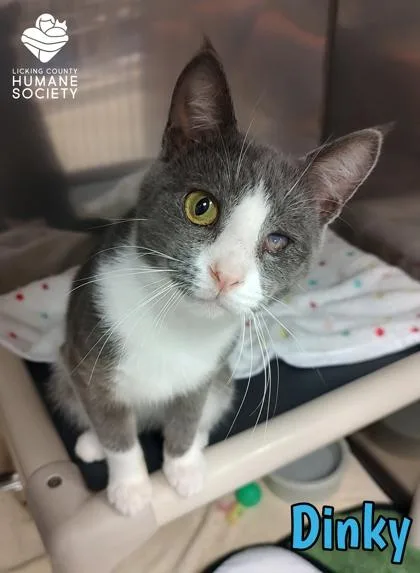 An adult small-sized male Domestic Short Hair cat named Dinky for adoption in Heath, OH