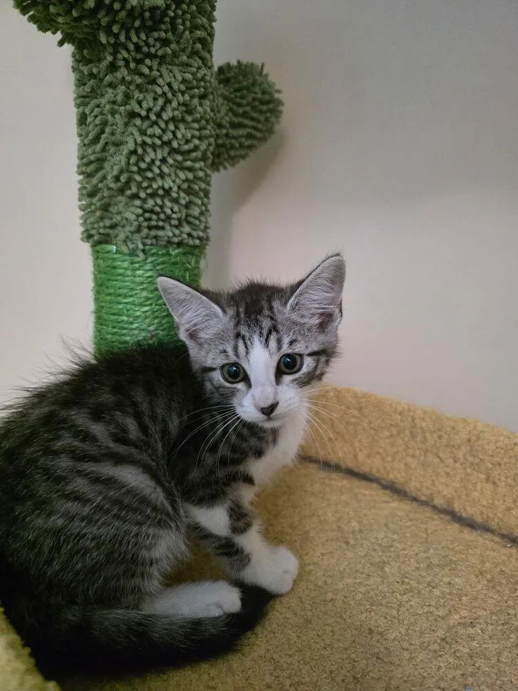 A baby medium-sized male Gray & White Domestic Medium Hair cat named Spencer for adoption in Virginia Beach, VA