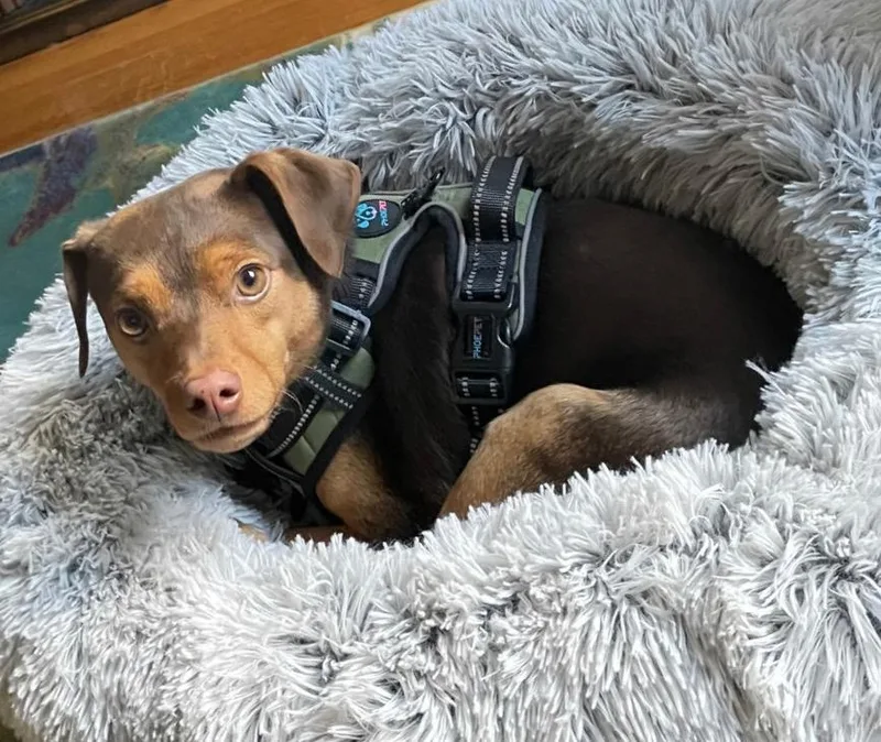An adult small-sized male Miniature Pinscher dog named Bruiser for adoption in Hewitt, NJ