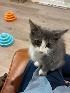 A baby medium-sized female Domestic Medium Hair cat named Buzzsaw for adoption in Houston, TX