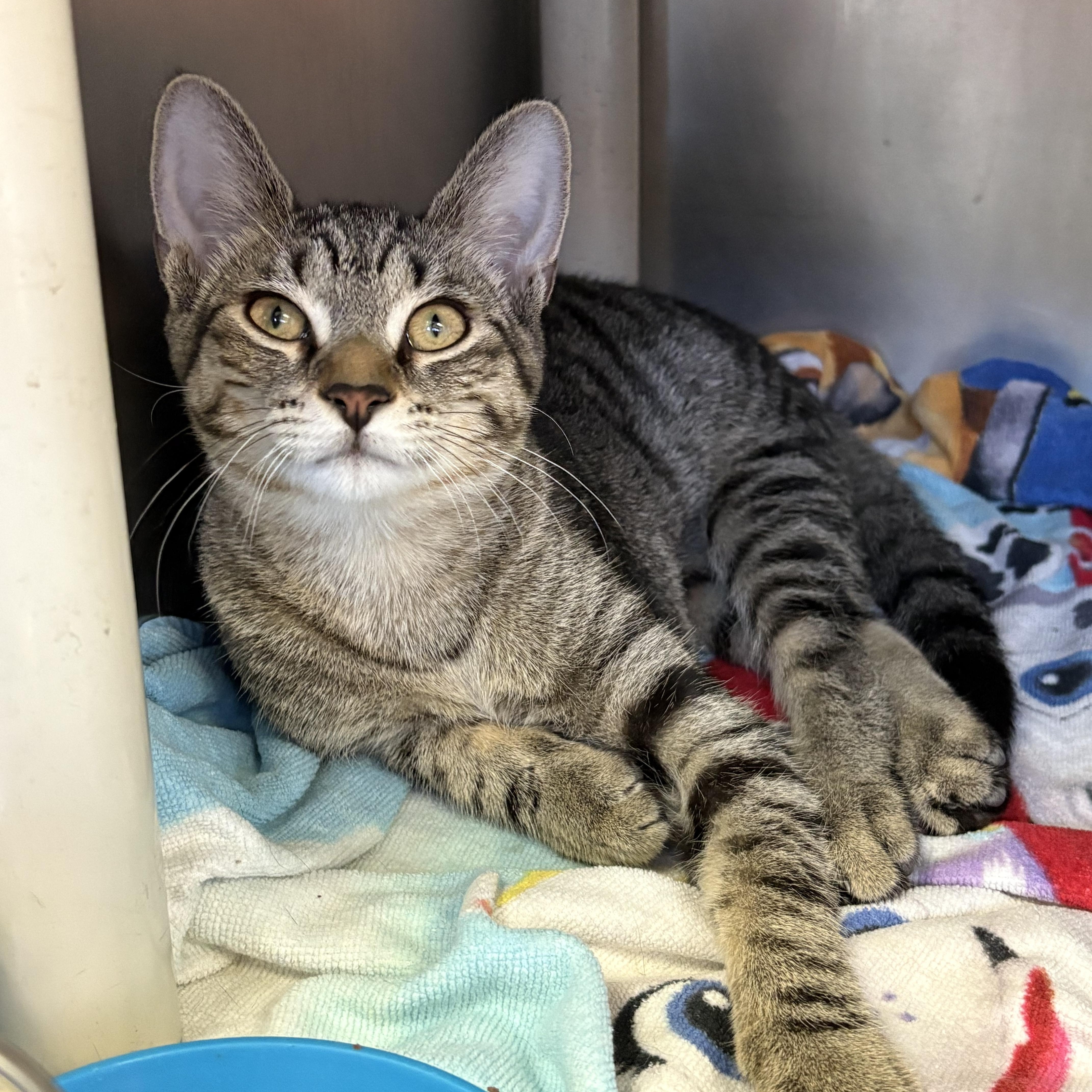 A young medium-sized female Tabby (Brown / Chocolate) Domestic Short Hair cat named Eleven for adoption in Wantagh, NY