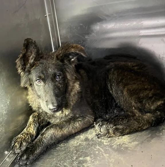 A baby large-sized female Mixed Breed dog named Georgia for adoption in Dallas, TX