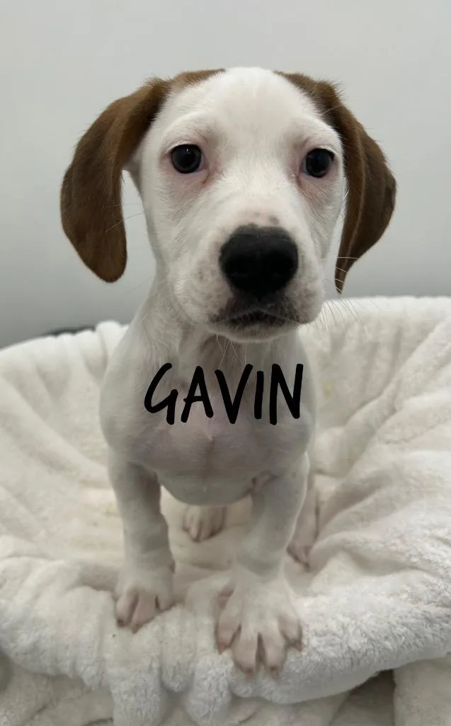 Gavin