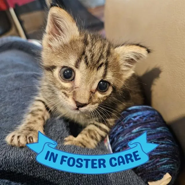 A baby small-sized female Domestic Short Hair cat named Mac for adoption in Tallahassee, FL