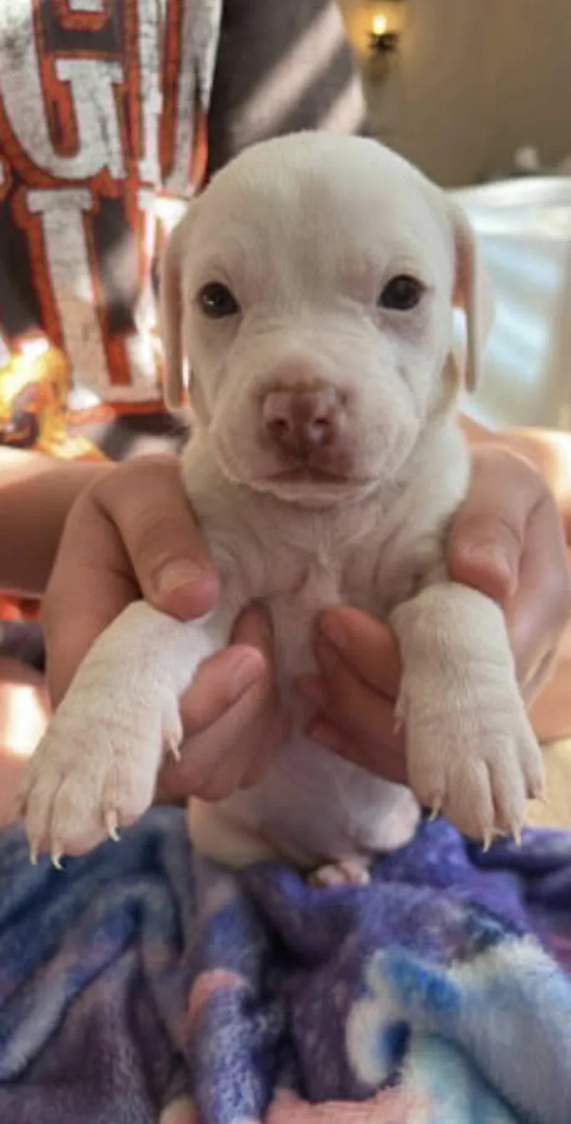 A baby medium-sized female American Bulldog dog named Sweat Pea for adoption in Holly Springs, NC