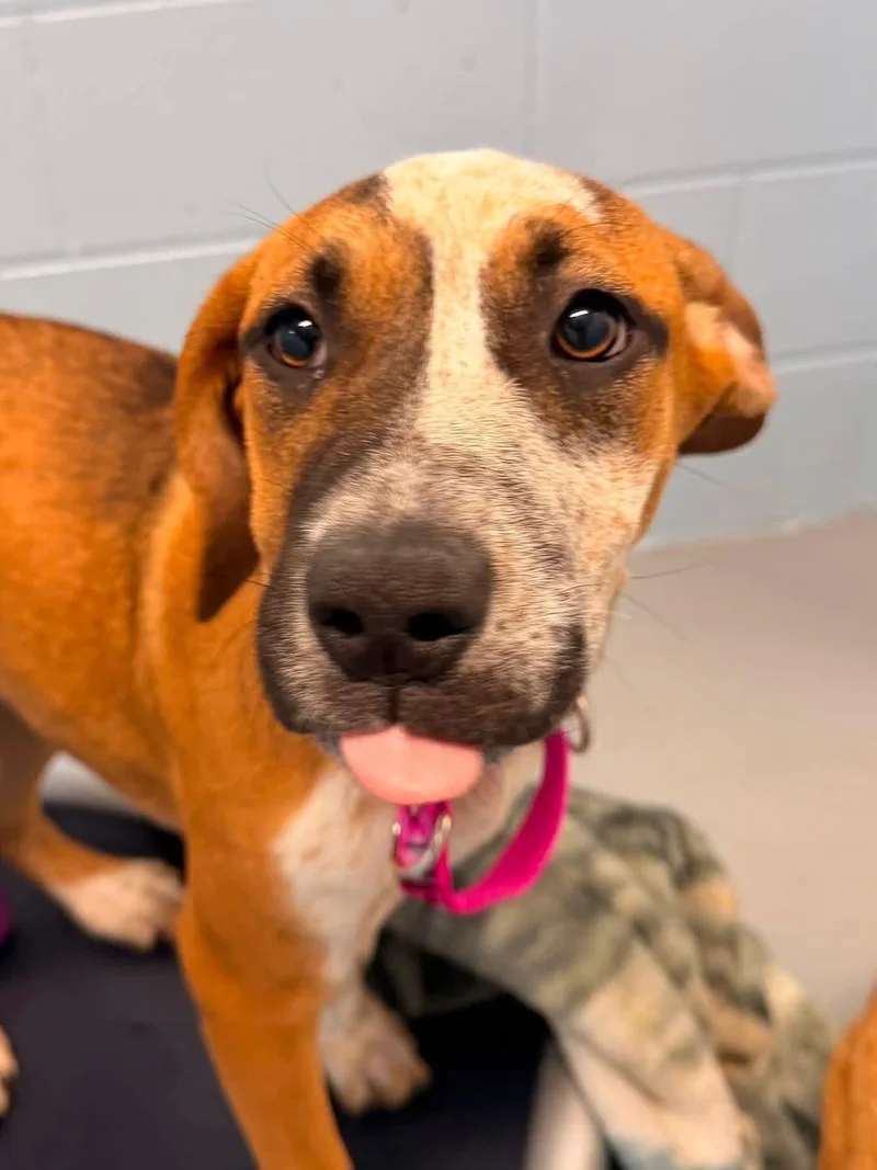 A young medium-sized female Mixed Breed dog named Twix for adoption in Appleton, WI