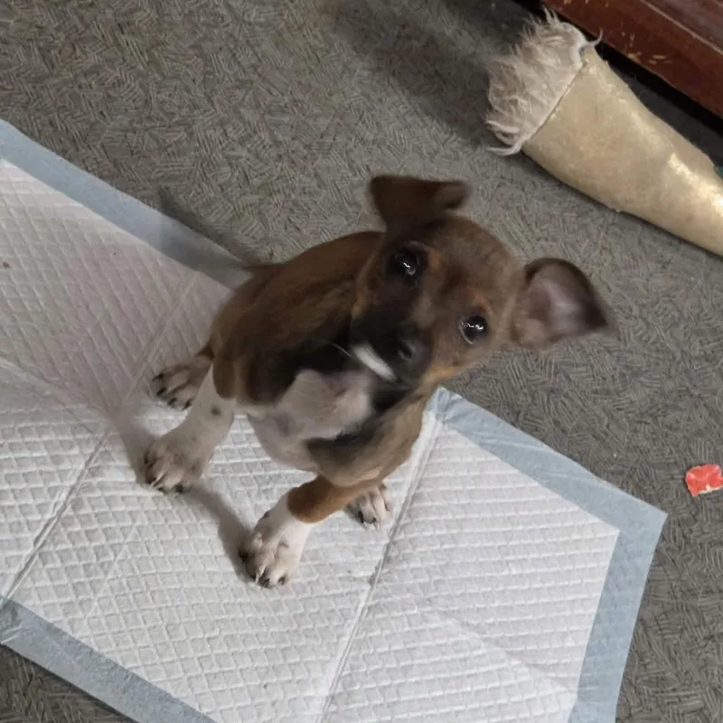 A baby small-sized female Brown / Chocolate Chihuahua dog named Peanut for adoption in West Richland, WA