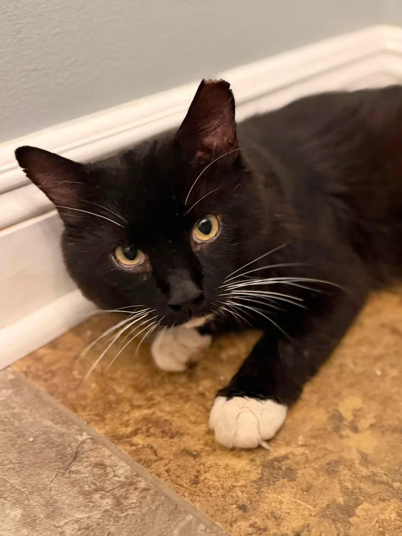 An adult medium-sized male Black & White / Tuxedo Maine Coon cat named Merlin for adoption in Solon, OH