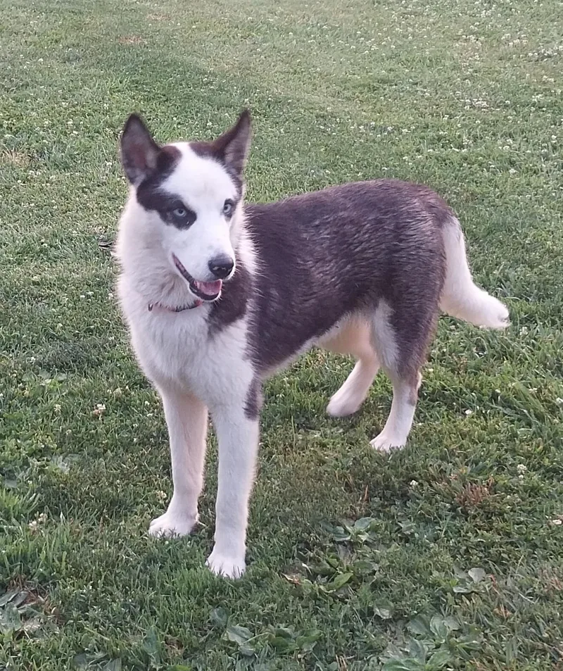 Bandit