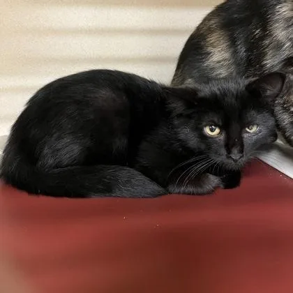 A baby medium-sized female Black American Shorthair cat named Gloomy for adoption in Hackensack, MN