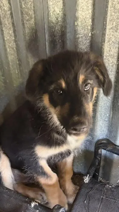 A baby medium-sized male Tricolor (Brown, Black, & White) German Shepherd Dog dog named Chewy Cheshire for adoption in Watertown, CT