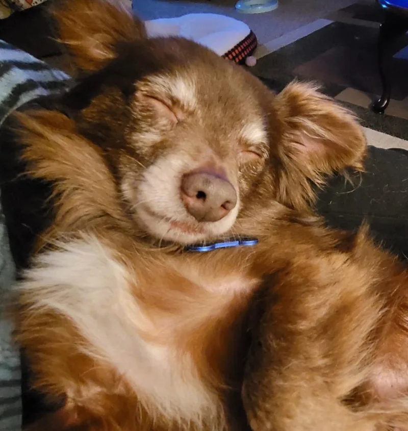 Woody