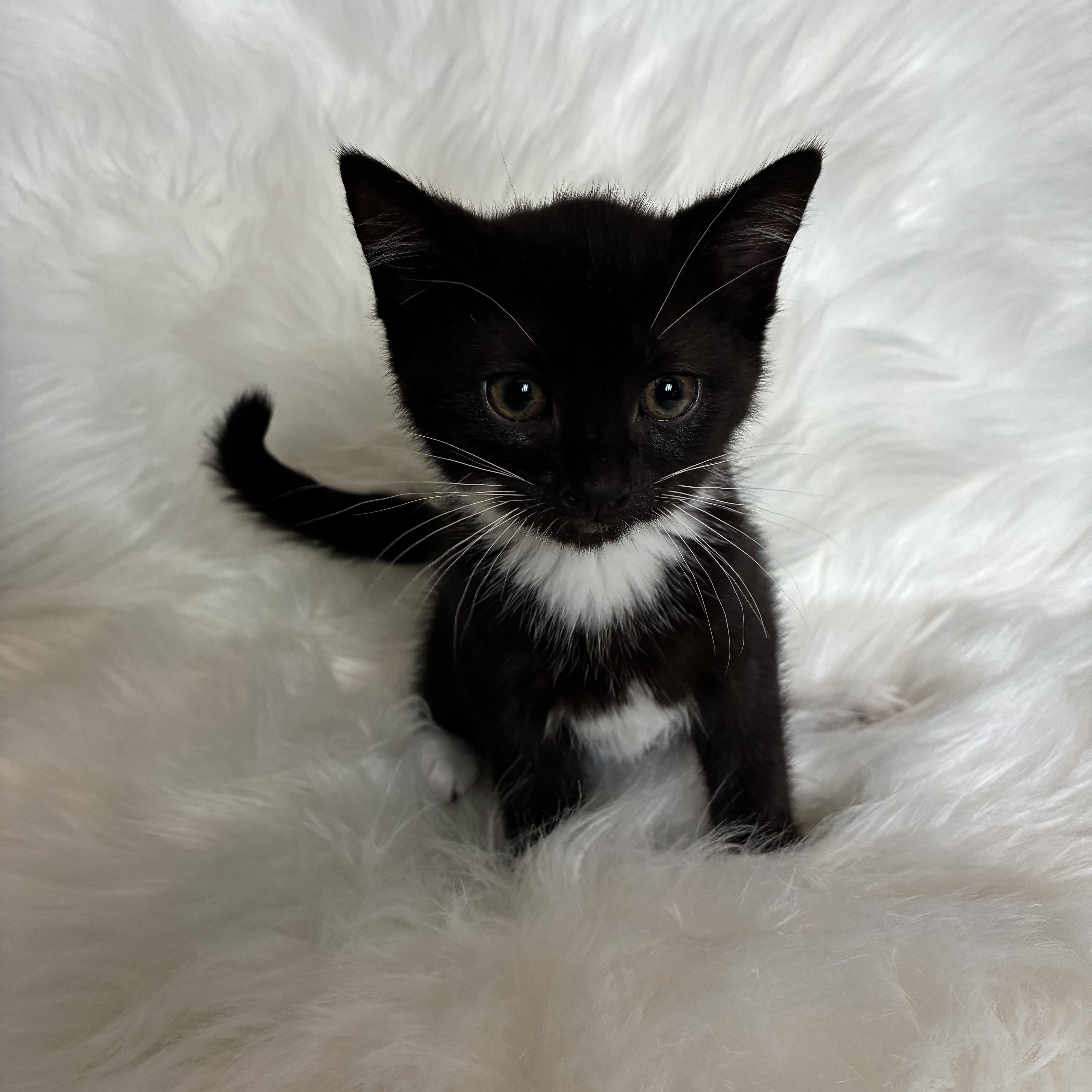 A baby medium-sized female Domestic Short Hair cat named Popcorn for adoption in Columbia, MD