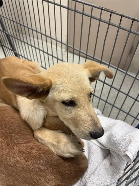 A baby small-sized female Labrador Retriever dog named Mindy for adoption in Conroe, TX