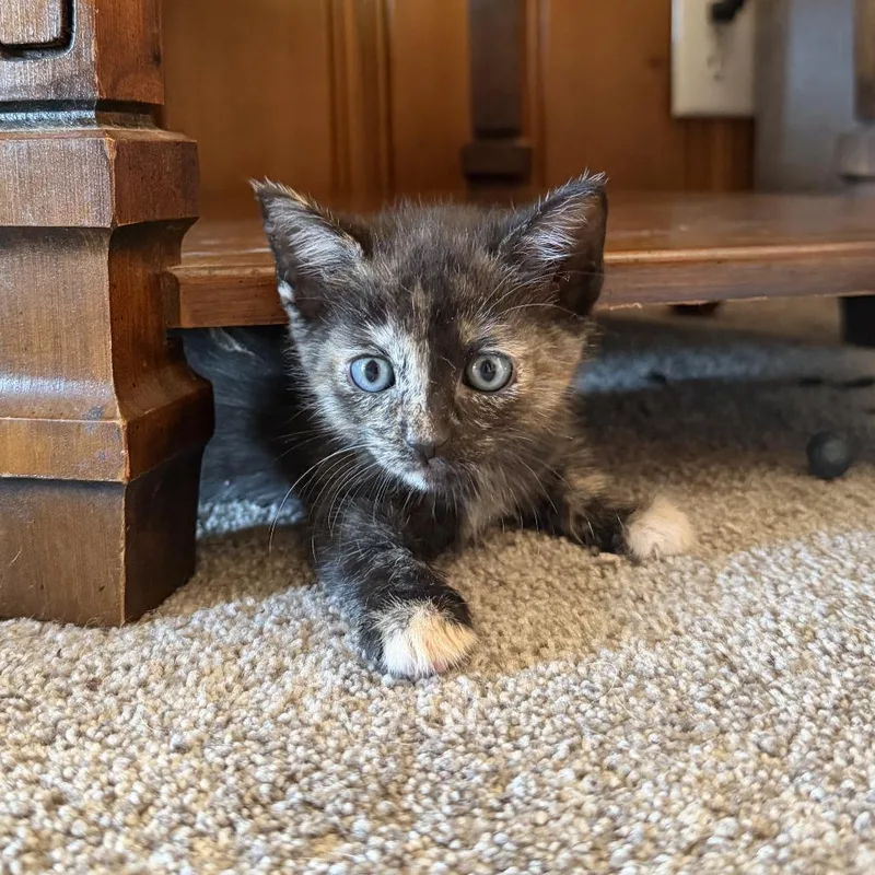 A baby small-sized female Tortoiseshell Domestic Short Hair cat named Phantom for adoption in Carmel, IN