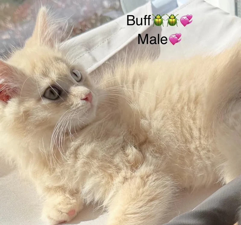 A baby medium-sized male Domestic Medium Hair cat named Buff Baby Grey for adoption in Calais, ME