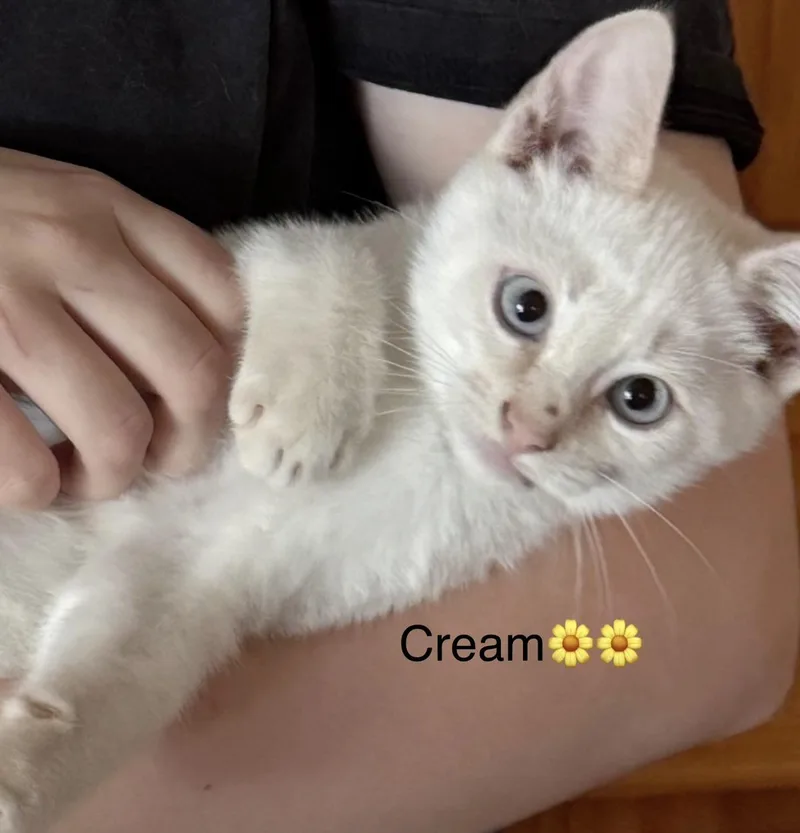 Buff  Baby Grey thumbnail 3