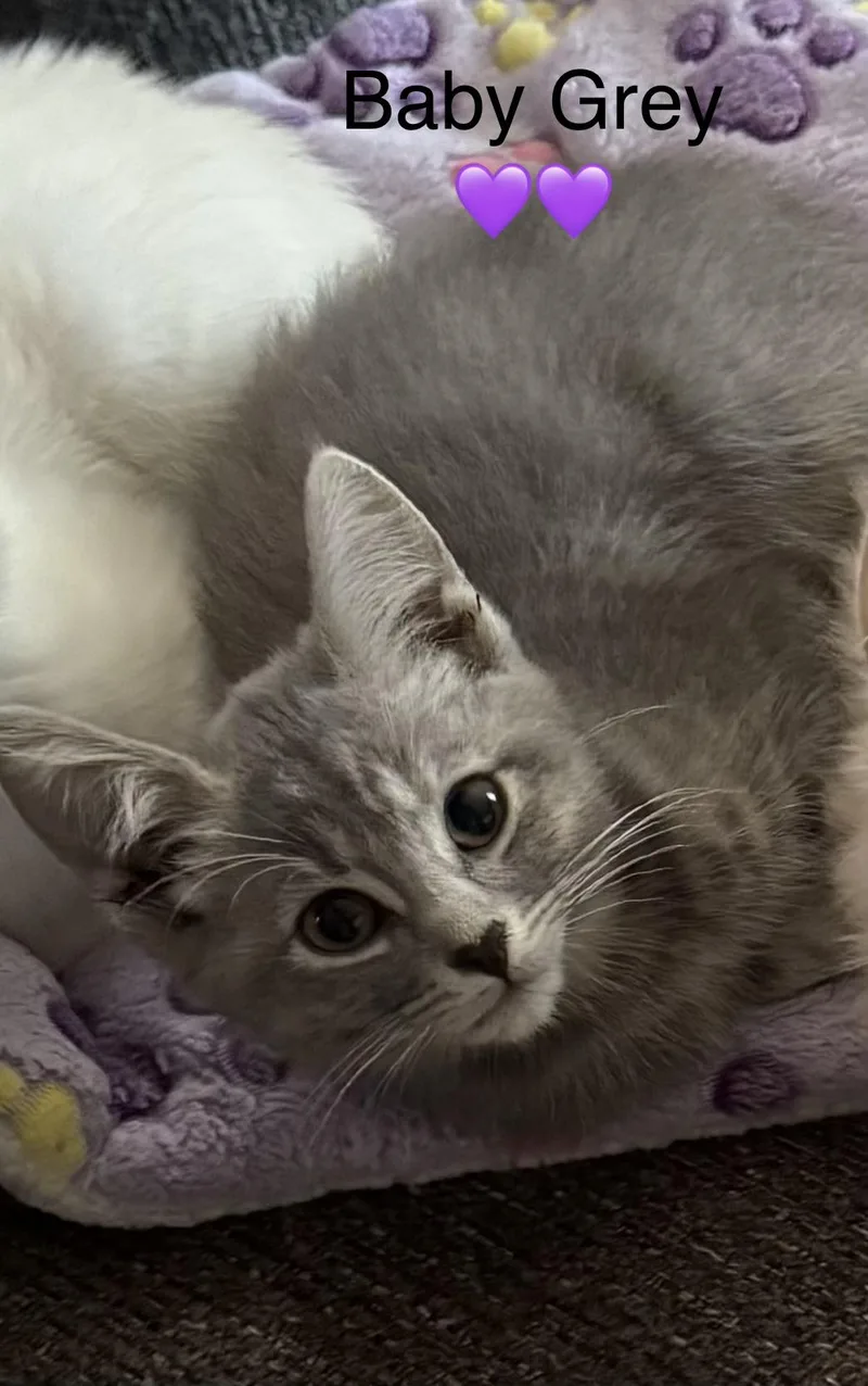 Buff  Baby Grey thumbnail 4