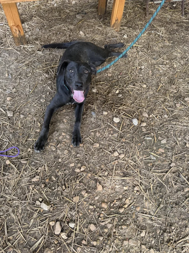 A young medium-sized male Labrador Retriever dog named Sebastian for adoption in Jackson, MS