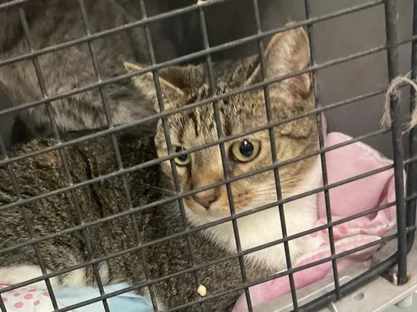 An adult small-sized female Domestic Short Hair cat named Eevee for adoption in Virginia Beach, VA