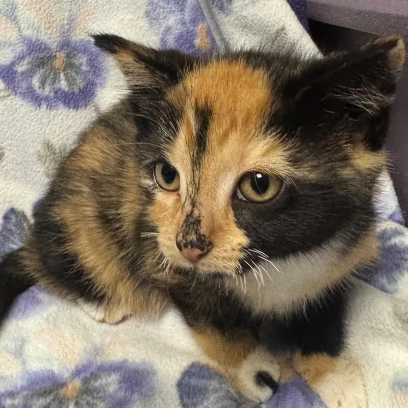 A baby small-sized female Domestic Short Hair cat named Scoot for adoption in Olean, NY
