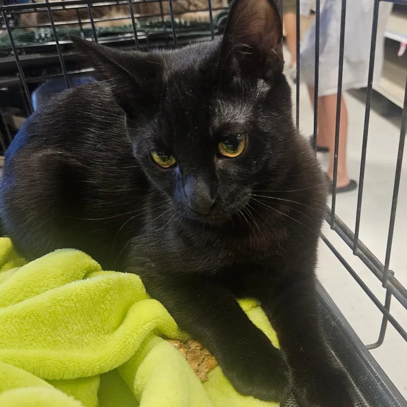 A baby small-sized female Black Domestic Short Hair cat named Lettuce for adoption in Grantsville, UT