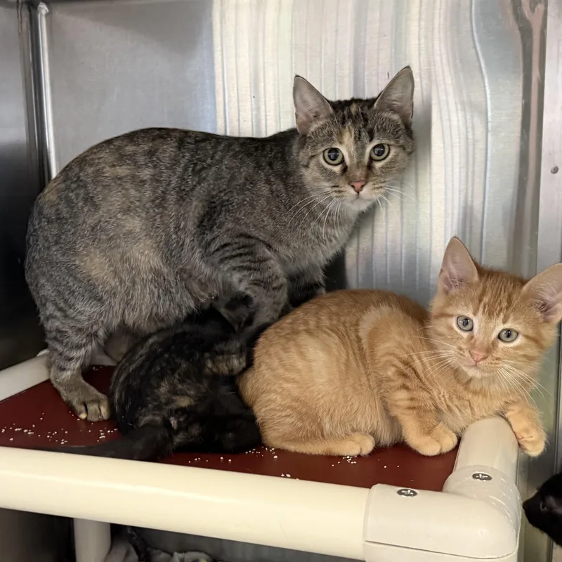 Dumpling thumbnail 2