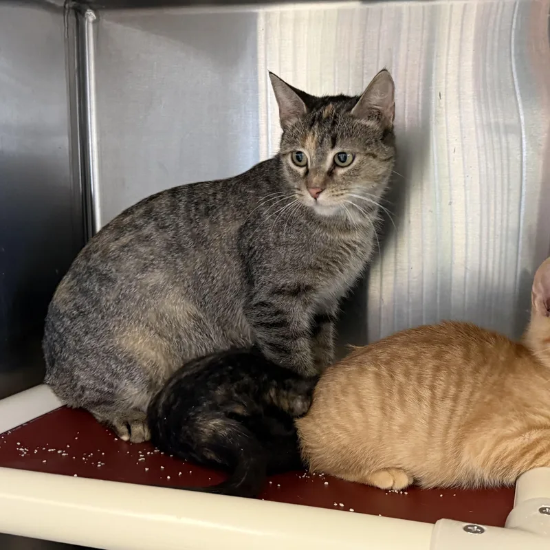 Dumpling thumbnail 3