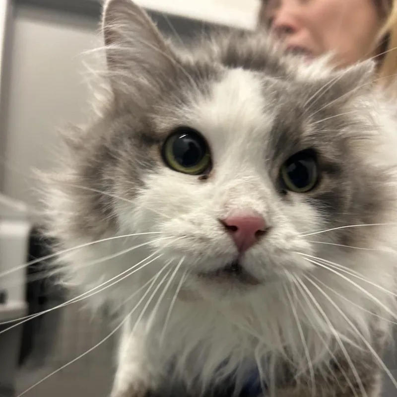 An adult medium-sized female Gray / Blue / Silver Domestic Long Hair cat named Persimmon for adoption in Park City, UT