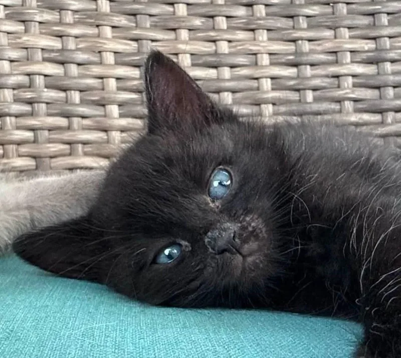 A baby medium-sized male Black Domestic Short Hair cat named Bento for adoption in Sioux City, IA