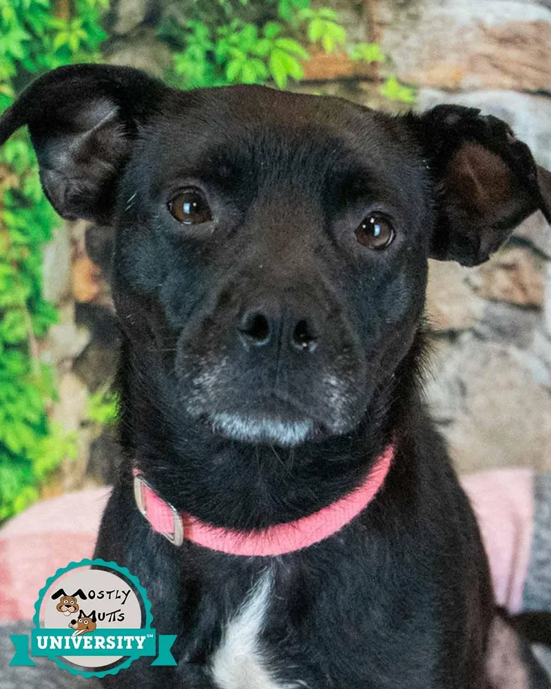 An adult medium-sized female Terrier dog named Jolene for adoption in Kennesaw, GA