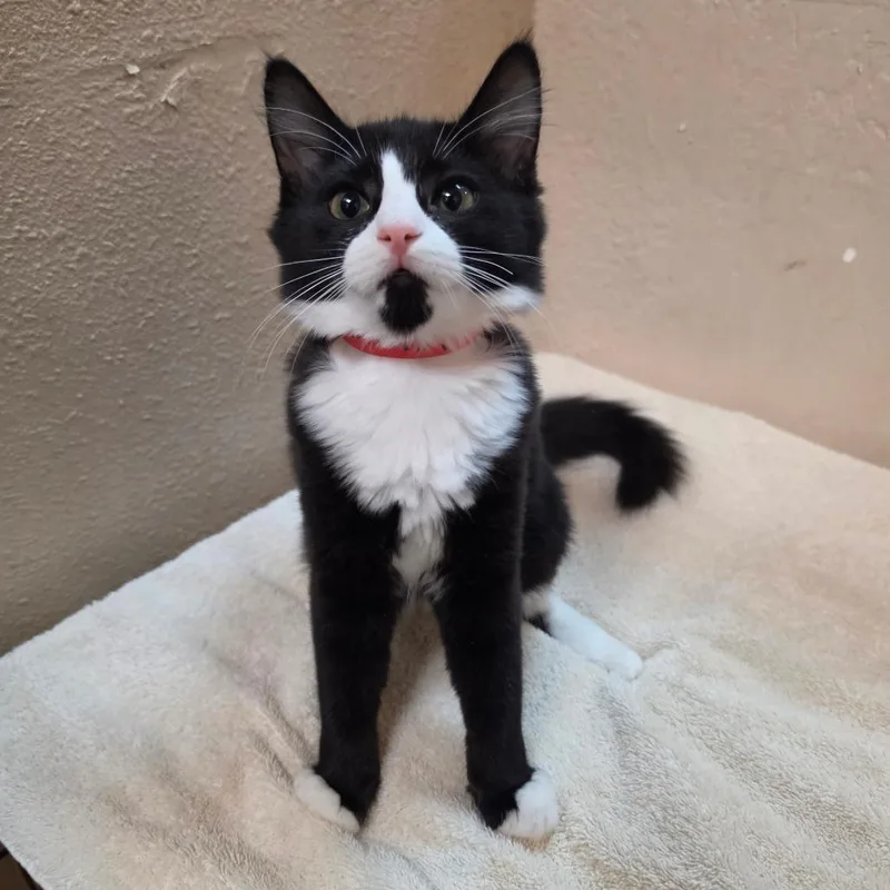 A baby small-sized female Black Domestic Long Hair cat named Maisy  Chino Hills for adoption in Chino Hills, CA
