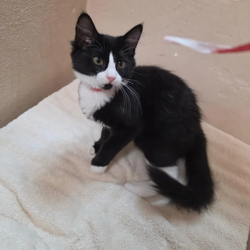 Maisy  Chino Hills thumbnail 4