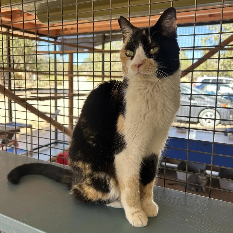 Carmen Sandiego thumbnail 2