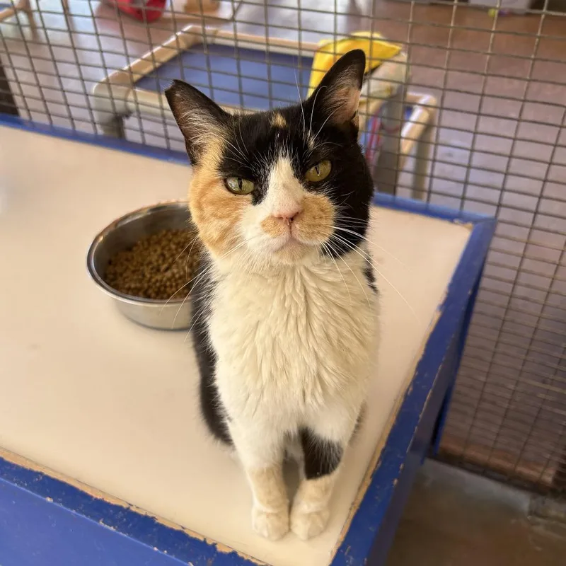 Carmen Sandiego thumbnail 3