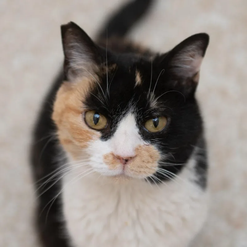 Carmen Sandiego thumbnail 4