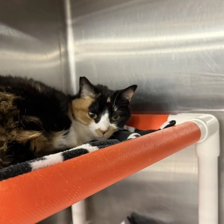 Carmen Sandiego thumbnail 5