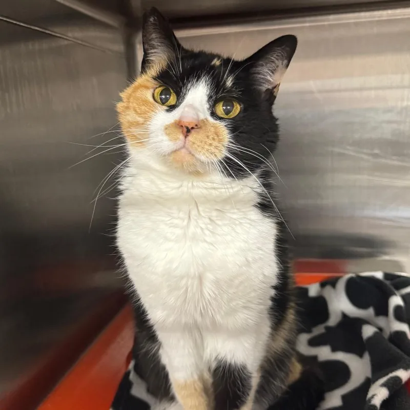 Carmen Sandiego thumbnail 6