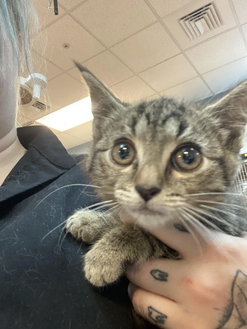 A baby medium-sized female Domestic Short Hair cat named Naomi for adoption in Ontario, NY