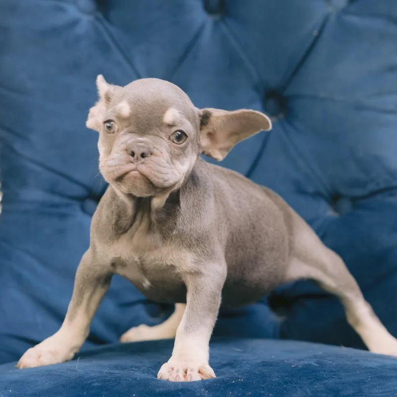 A baby small-sized female Yellow / Tan / Blond / Fawn French Bulldog dog named Neagley for adoption in Northbrook, IL
