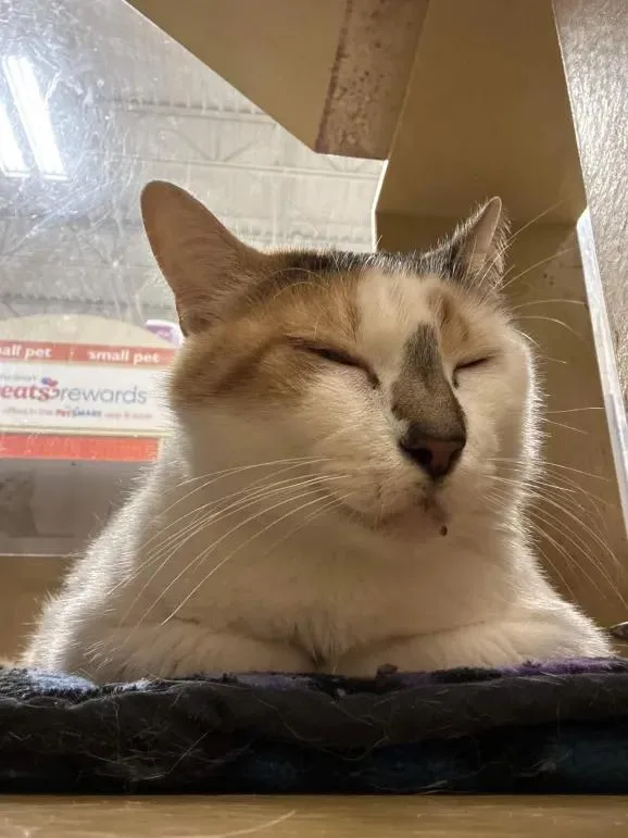 Tater Tot
