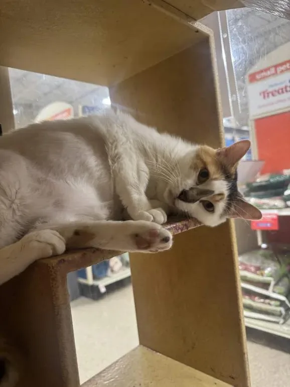 Tater Tot thumbnail 2