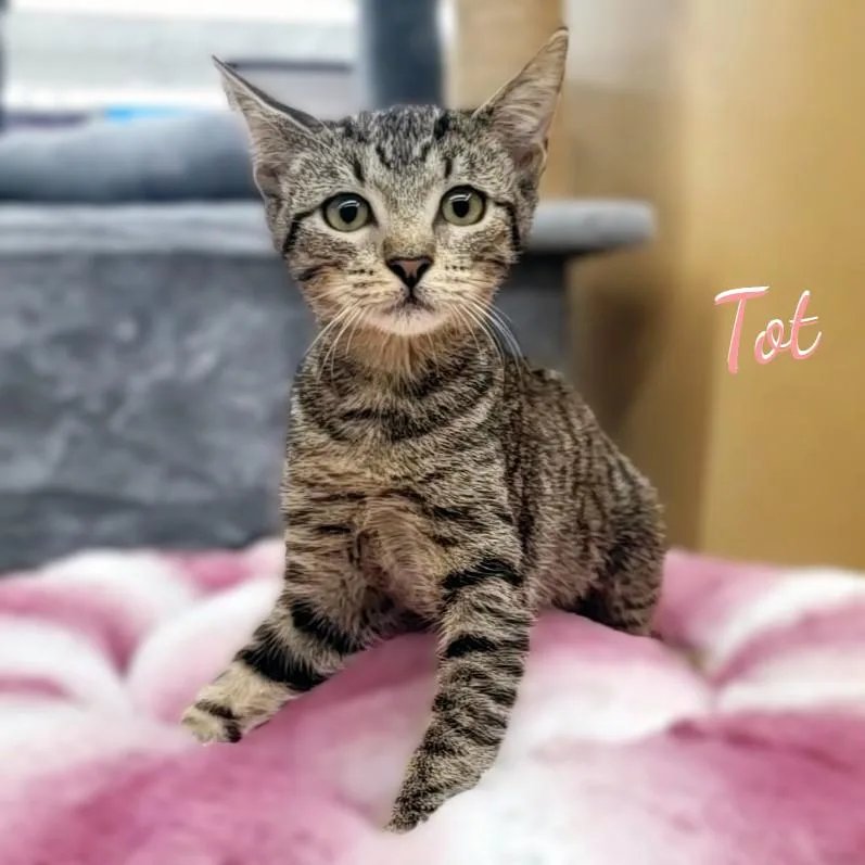 A baby medium-sized female Tabby cat named Tot friedspudsbunch for adoption in Houston, TX