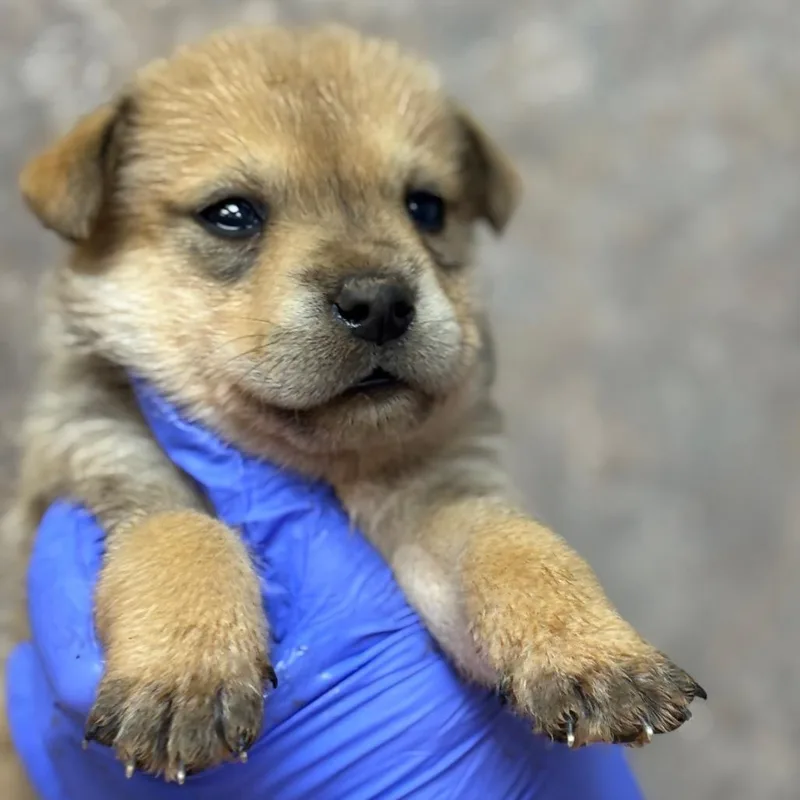 A baby small-sized female Brown / Chocolate Shepherd dog named Honey for adoption in Birmingham, AL