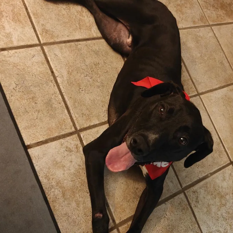An adult medium-sized male Black Mixed Breed dog named Dino for adoption in Beckley, WV