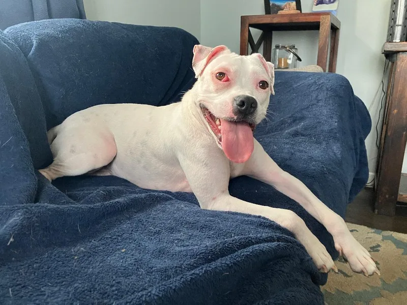 A young medium-sized female White / Cream Pit Bull Terrier dog named Happy for adoption in Plainfield, IL