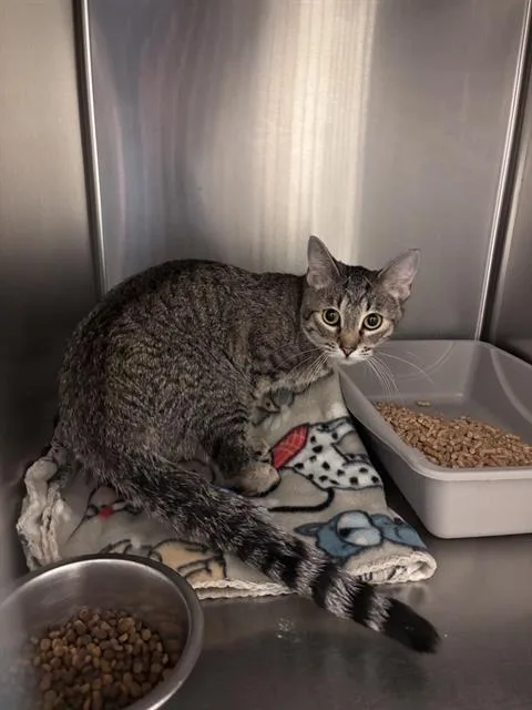 An adult medium-sized female Domestic Short Hair cat named Fritter Bean for adoption in West Valley City, UT