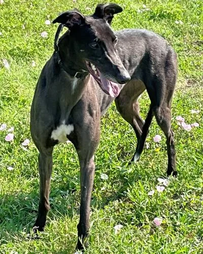 An adult large-sized female Black Greyhound dog named Lexi for adoption in Dallas, TX