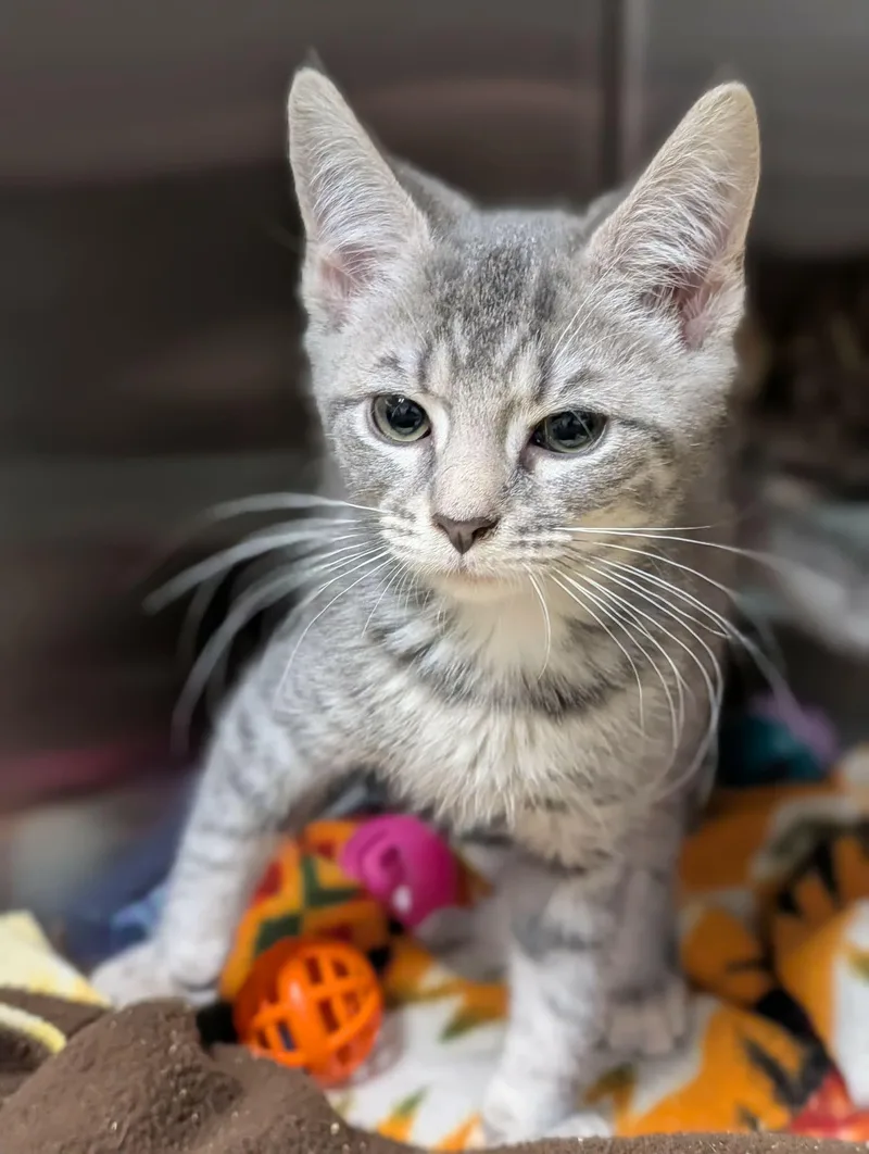 A baby medium-sized female Tabby (Gray / Blue / Silver) Domestic Short Hair cat named Spearow for adoption in Chambersburg, PA