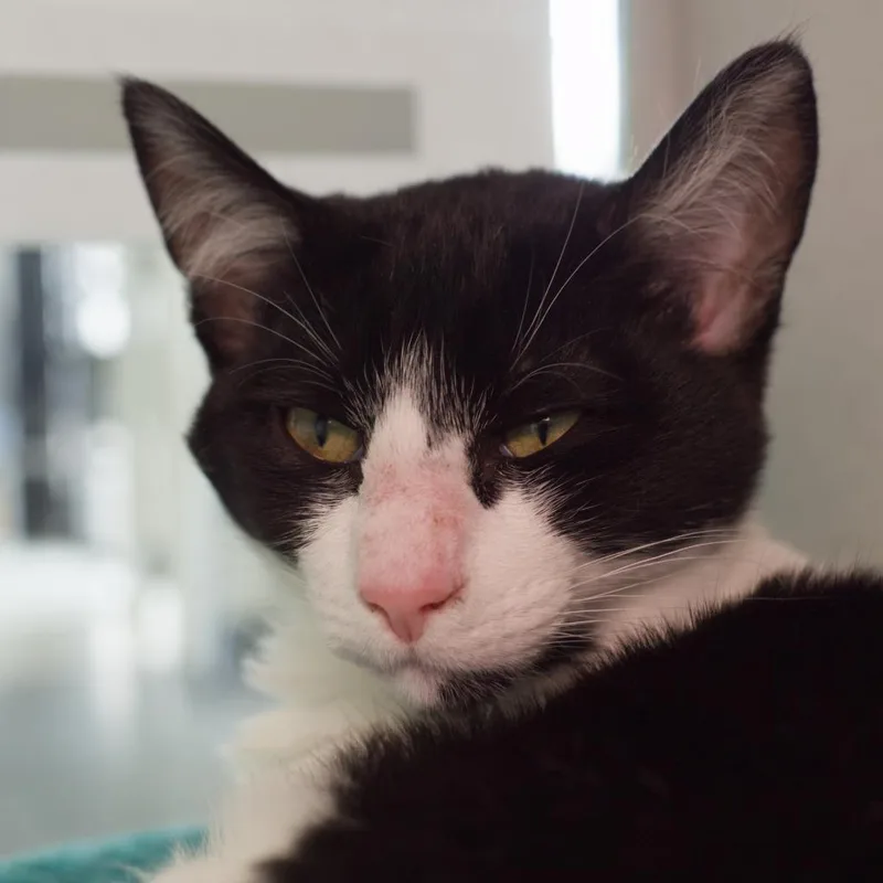 A baby medium-sized male Domestic Short Hair cat named I  Claudius for adoption in Shoreline, WA